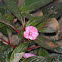 Impatiens