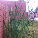 CatTail