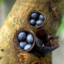 Bird Nest Fungi
