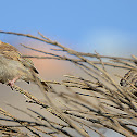 The Indian house sparrow