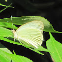 Great southern white