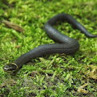 Northern Ringneck Snake