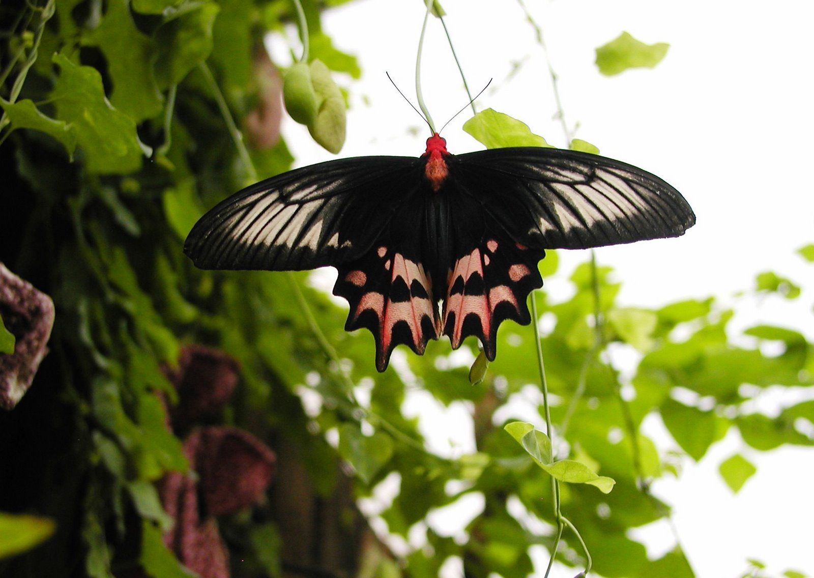 [LondonZoo552008BF24[1].jpg]