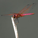 Crimson Marsh Glider