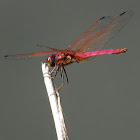 Crimson Marsh Glider