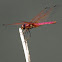 Crimson Marsh Glider