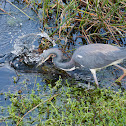 Tricolored Heron