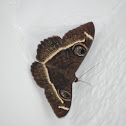 Cream Striped Owl Moth
