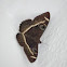 Cream Striped Owl Moth