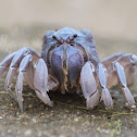 soldier crab