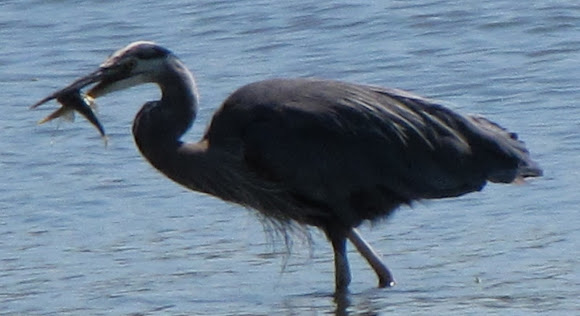 Spotting Image 1