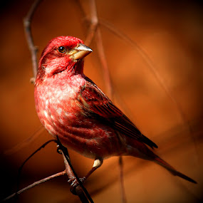 by Paul Mays - Animals Birds (  )