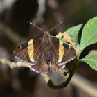 Golden-banded Skipper