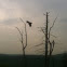 Big crow