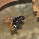 Orchid bee