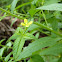 Ludwigia