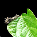 Common Sailer Caterpillar