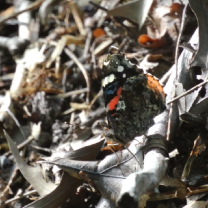 Red Admiral