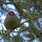 Red-browed Finch