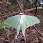 oomizuao - Asian Luna Moth