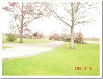 trees down  11 2005 001