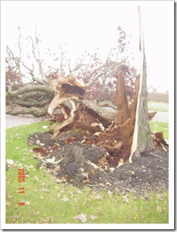 trees down  11 2005 002