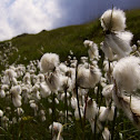 Common Cottongrass