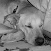 Sleeping Dog 1
