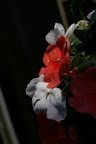 IMGP2646.JPG