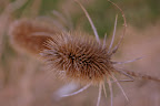 IMGP0243.JPG
