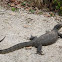 Malayan Water Monitor