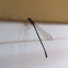 Damselfly