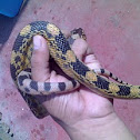 Cincuate