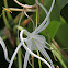 Beach Spider Lily