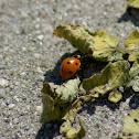 Ladybug