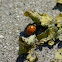 Ladybug