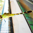 Common Green Darner Dragonfly