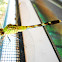 Common Green Darner Dragonfly