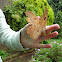Emperor Moth