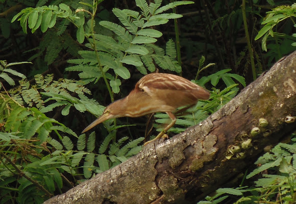 Spotting Image 1