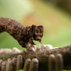 Catterpillar