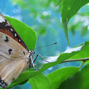 Danaid Eggfly