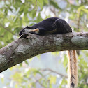 Malayan Giant - Squirrel