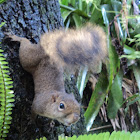 Squirrel Caxinguele