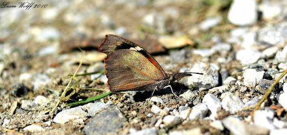 Spotting Image 1