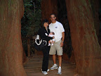 Muir woods 4