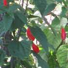 Turk Cap or Wax Mallow or Ladies Teardrop or Scotchman's Purse 