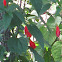 Turk Cap or Wax Mallow or Ladies Teardrop or Scotchman's Purse 