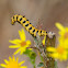 Cinnabar moth larvae, oruga de polilla cinabrio