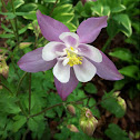 columbine